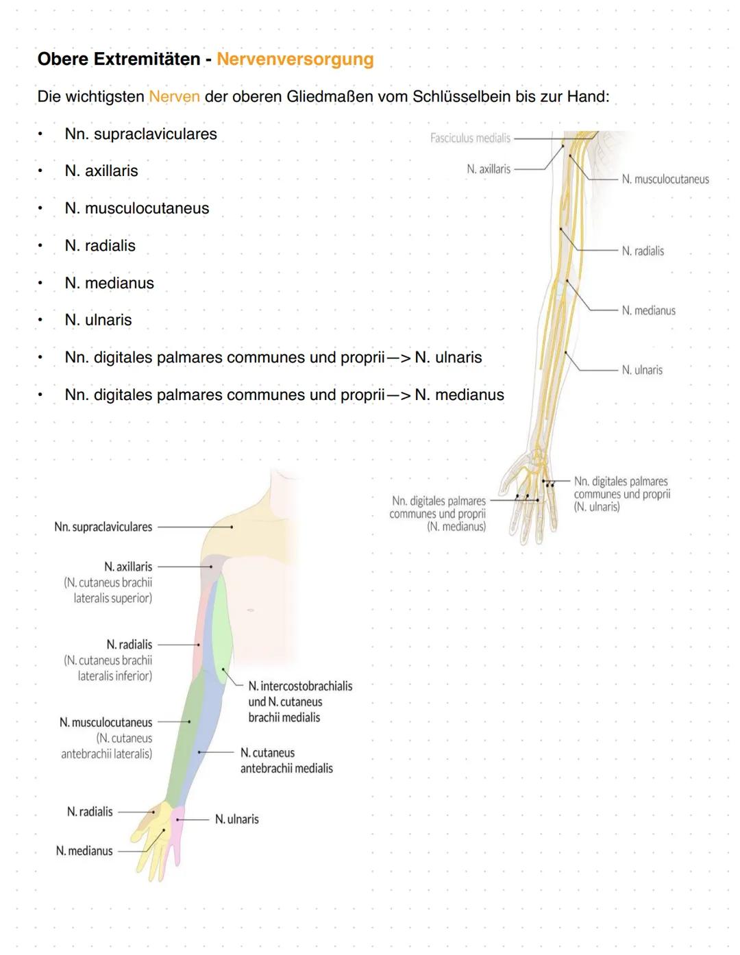 # Anatomie Orthopädie-Unfallchirurgie
Zusammenfassung
1. Gefäßversorgung obere Extremitäten
2. Nerven Versorgung obere Extremitäten
3. Bewe