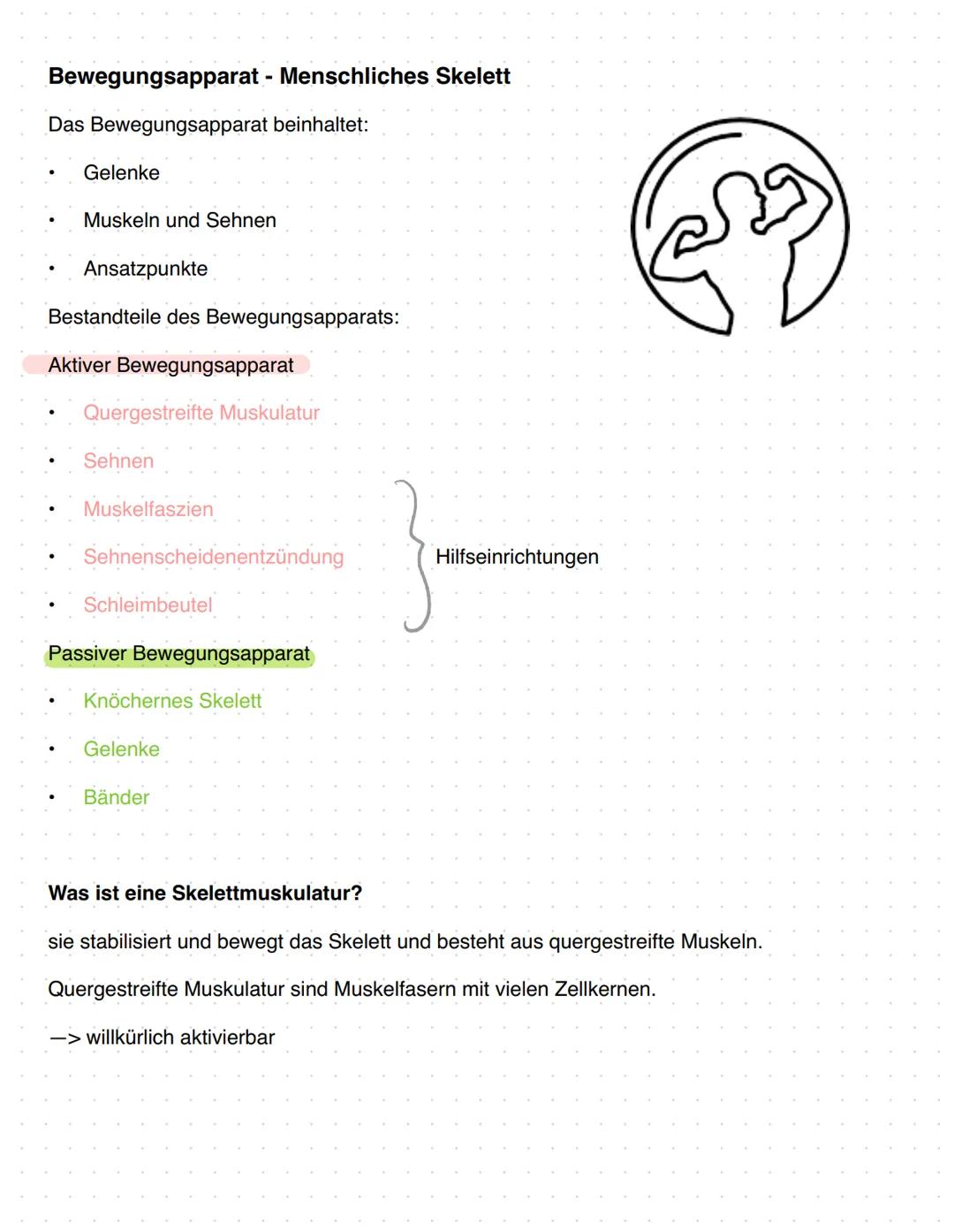 # Anatomie Orthopädie-Unfallchirurgie
Zusammenfassung
1. Gefäßversorgung obere Extremitäten
2. Nerven Versorgung obere Extremitäten
3. Bewe