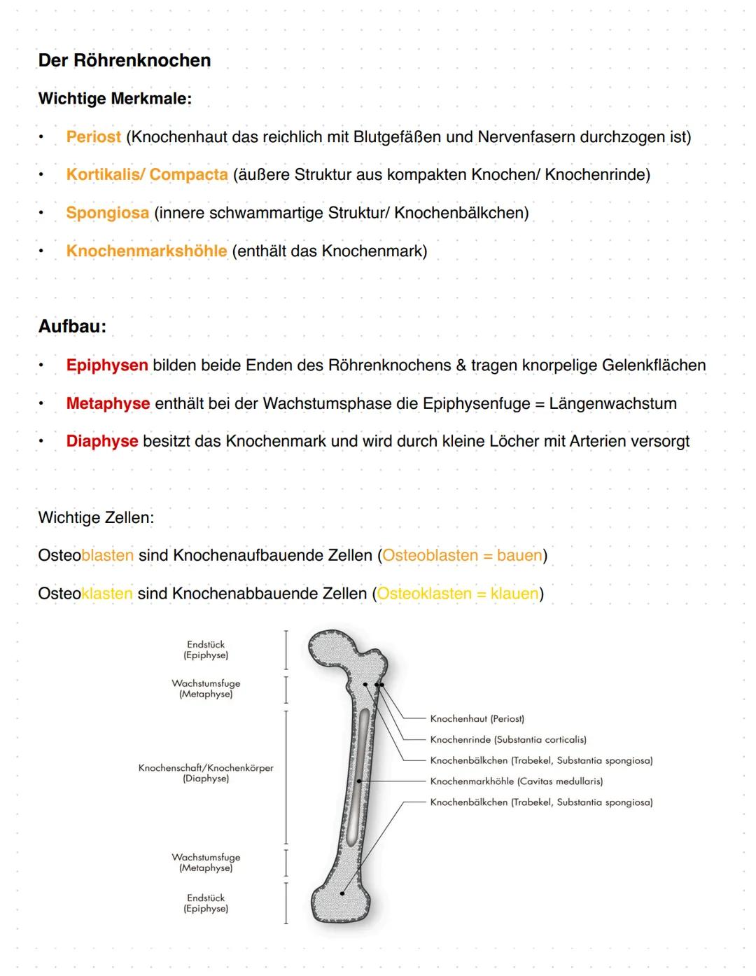 # Anatomie Orthopädie-Unfallchirurgie
Zusammenfassung
1. Gefäßversorgung obere Extremitäten
2. Nerven Versorgung obere Extremitäten
3. Bewe