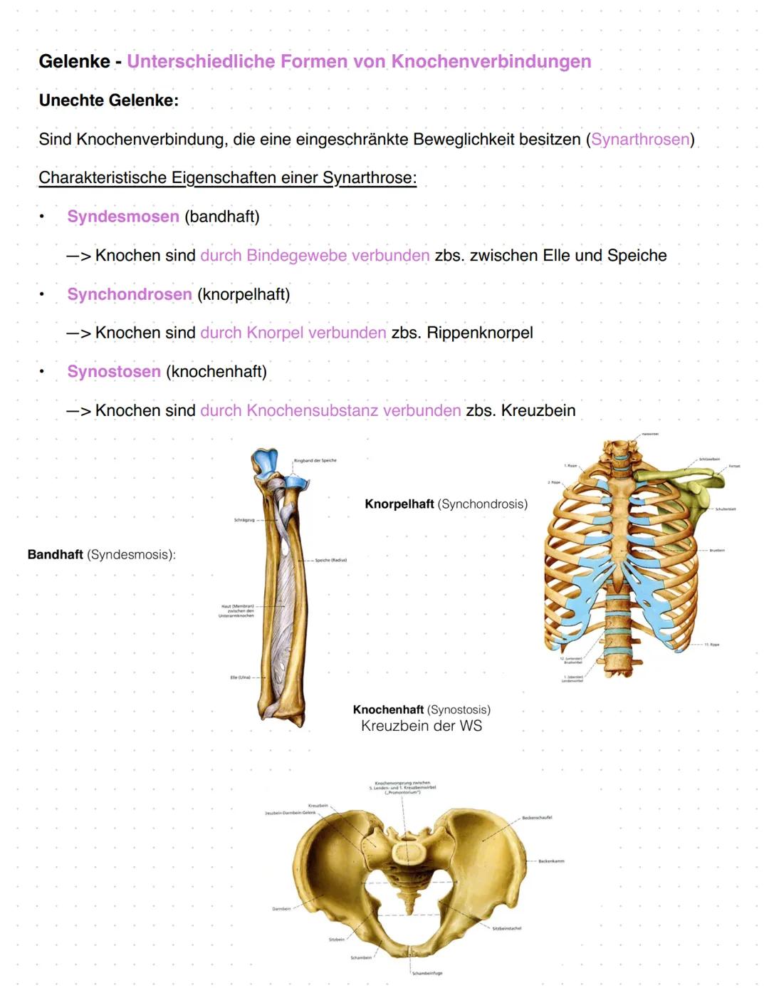 # Anatomie Orthopädie-Unfallchirurgie
Zusammenfassung
1. Gefäßversorgung obere Extremitäten
2. Nerven Versorgung obere Extremitäten
3. Bewe
