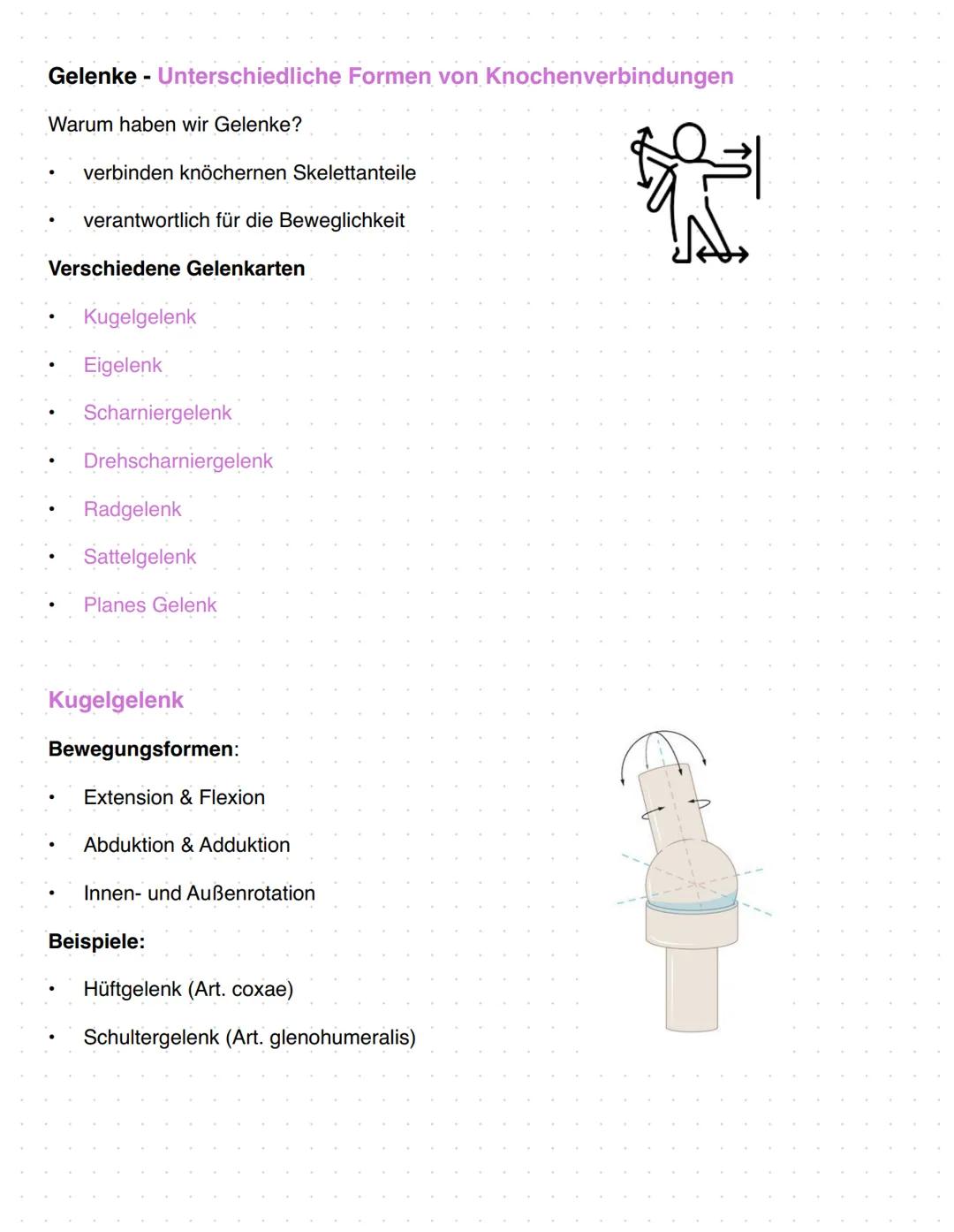 # Anatomie Orthopädie-Unfallchirurgie
Zusammenfassung
1. Gefäßversorgung obere Extremitäten
2. Nerven Versorgung obere Extremitäten
3. Bewe