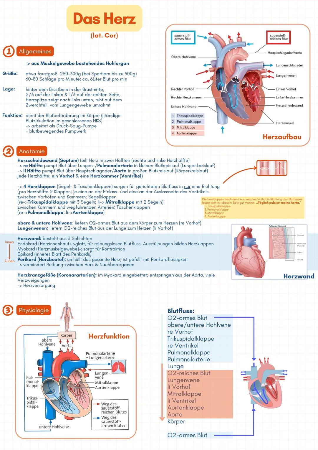 Herz - Anatomie & Physiologie