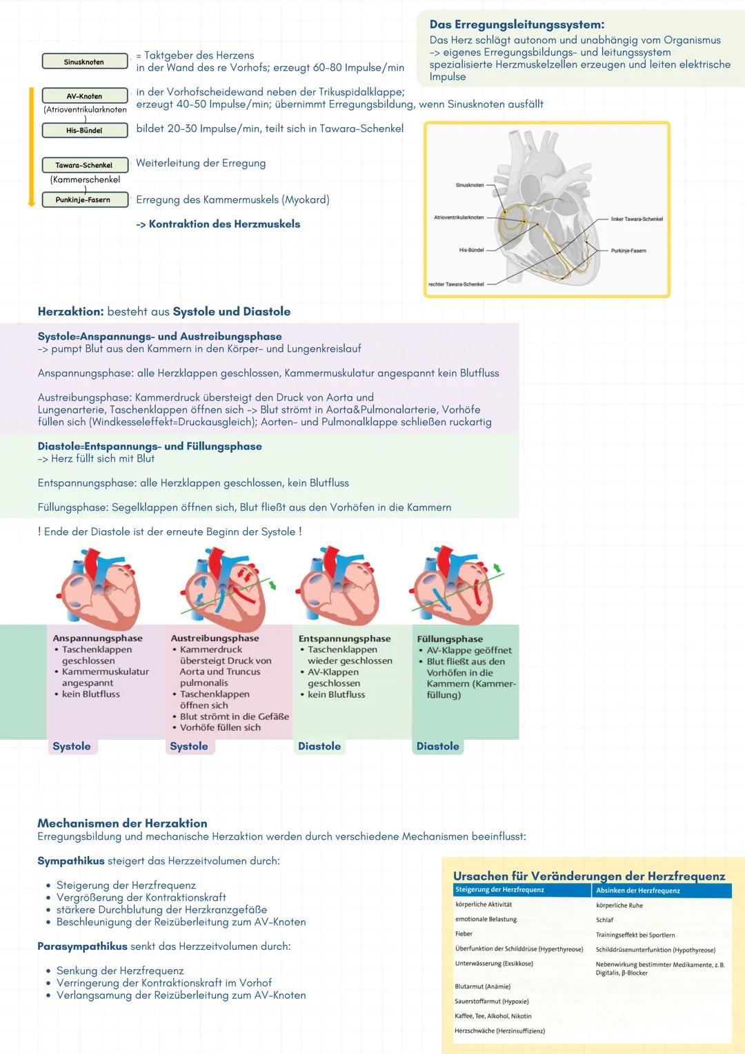 --- OCR Start ---
Sinusknoten
AV-Knoten
Taktgeber des Herzens
in der Wand des re Vorhofs; erzeugt 60-80 Impulse/min
in der Vorhofscheidewand