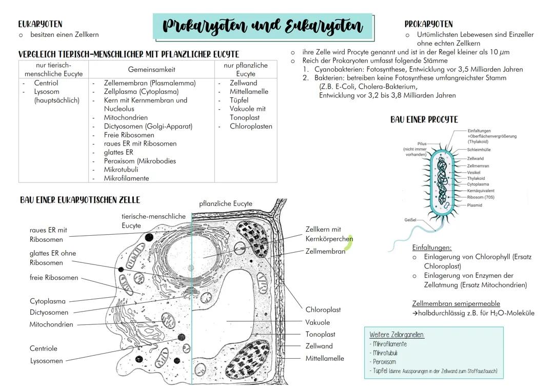 Prokaryoten und Eukaryoten