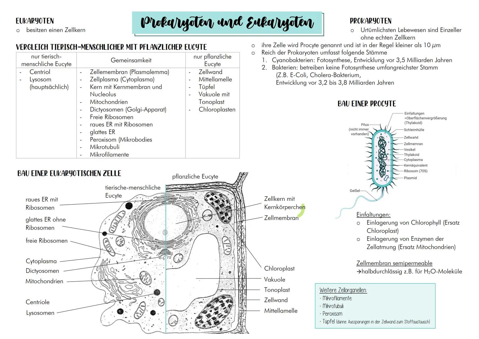 EUKARYOTEN
Ο besitzen einen Zellkern
Prokaryoten und Eukaryoten
VERGLEICH TIERISCH-MENSCHLICHER MIT PFLANZLICHER EUCYTE
| nur tierisch-
m
