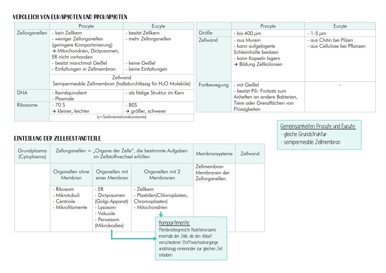 EUKARYOTEN
Ο besitzen einen Zellkern
Prokaryoten und Eukaryoten
VERGLEICH TIERISCH-MENSCHLICHER MIT PFLANZLICHER EUCYTE
| nur tierisch-
m