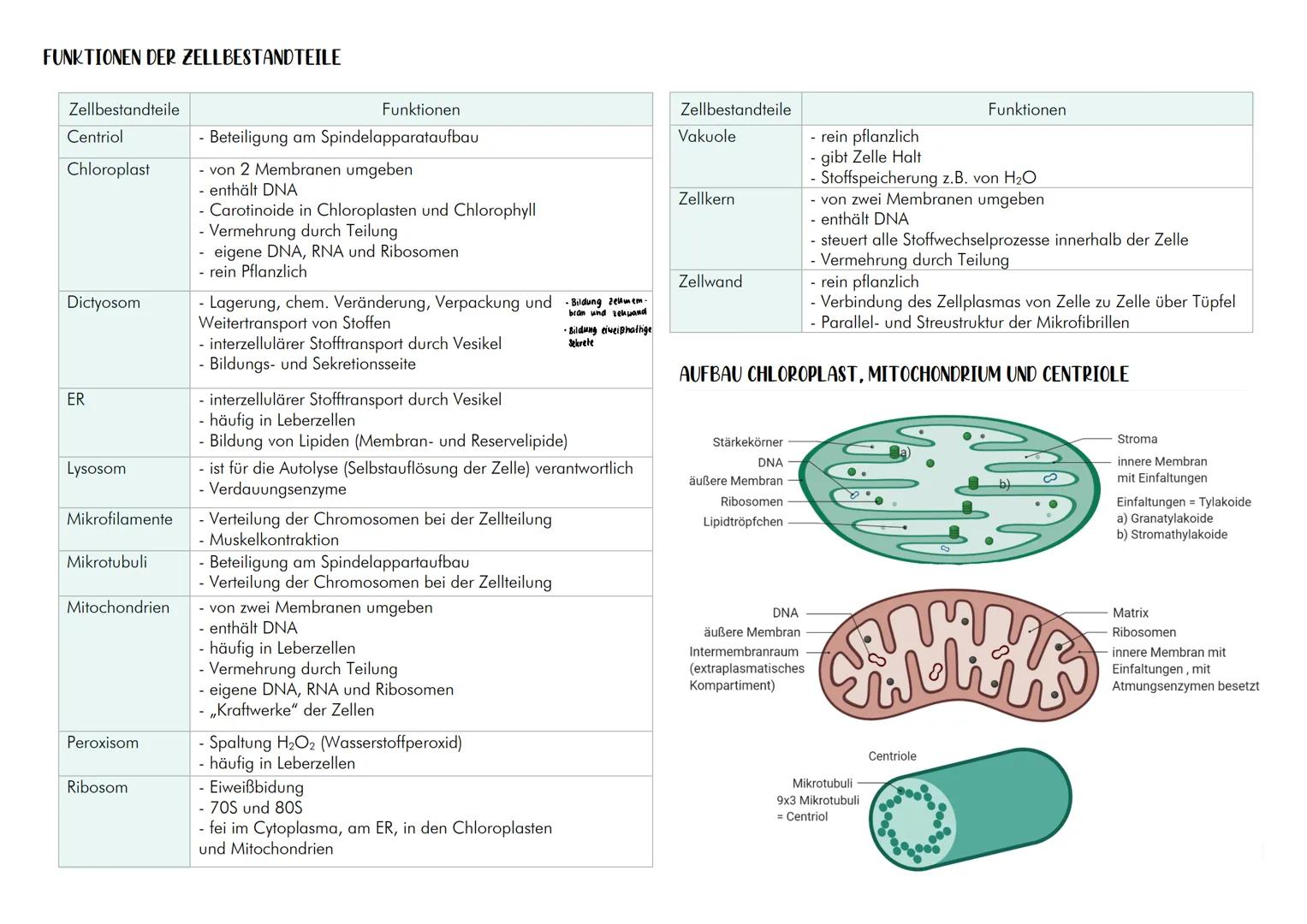 EUKARYOTEN
Ο besitzen einen Zellkern
Prokaryoten und Eukaryoten
VERGLEICH TIERISCH-MENSCHLICHER MIT PFLANZLICHER EUCYTE
| nur tierisch-
m