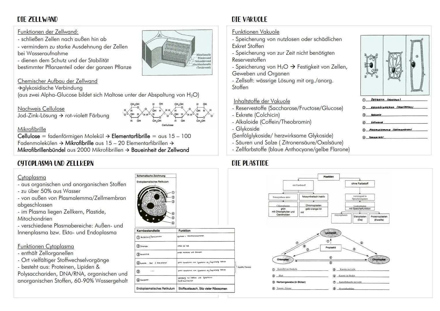 EUKARYOTEN
Ο besitzen einen Zellkern
Prokaryoten und Eukaryoten
VERGLEICH TIERISCH-MENSCHLICHER MIT PFLANZLICHER EUCYTE
| nur tierisch-
m