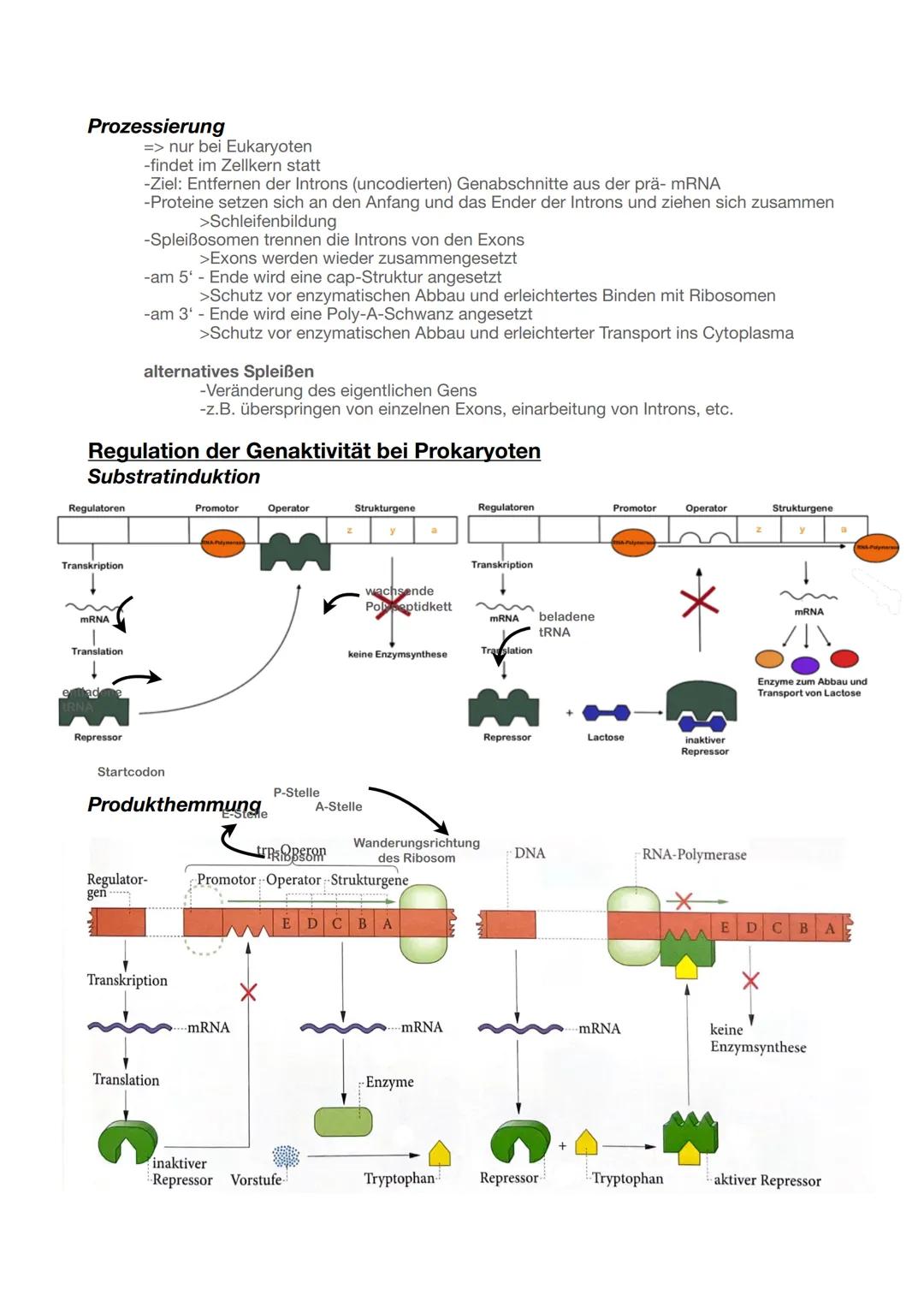 --- OCR Start ---
Biologie - Genetik Abitur 2025
Speicherung und Realisierung genetischer Informationen
2
Bau der DNA
2
Semikonservative Rep