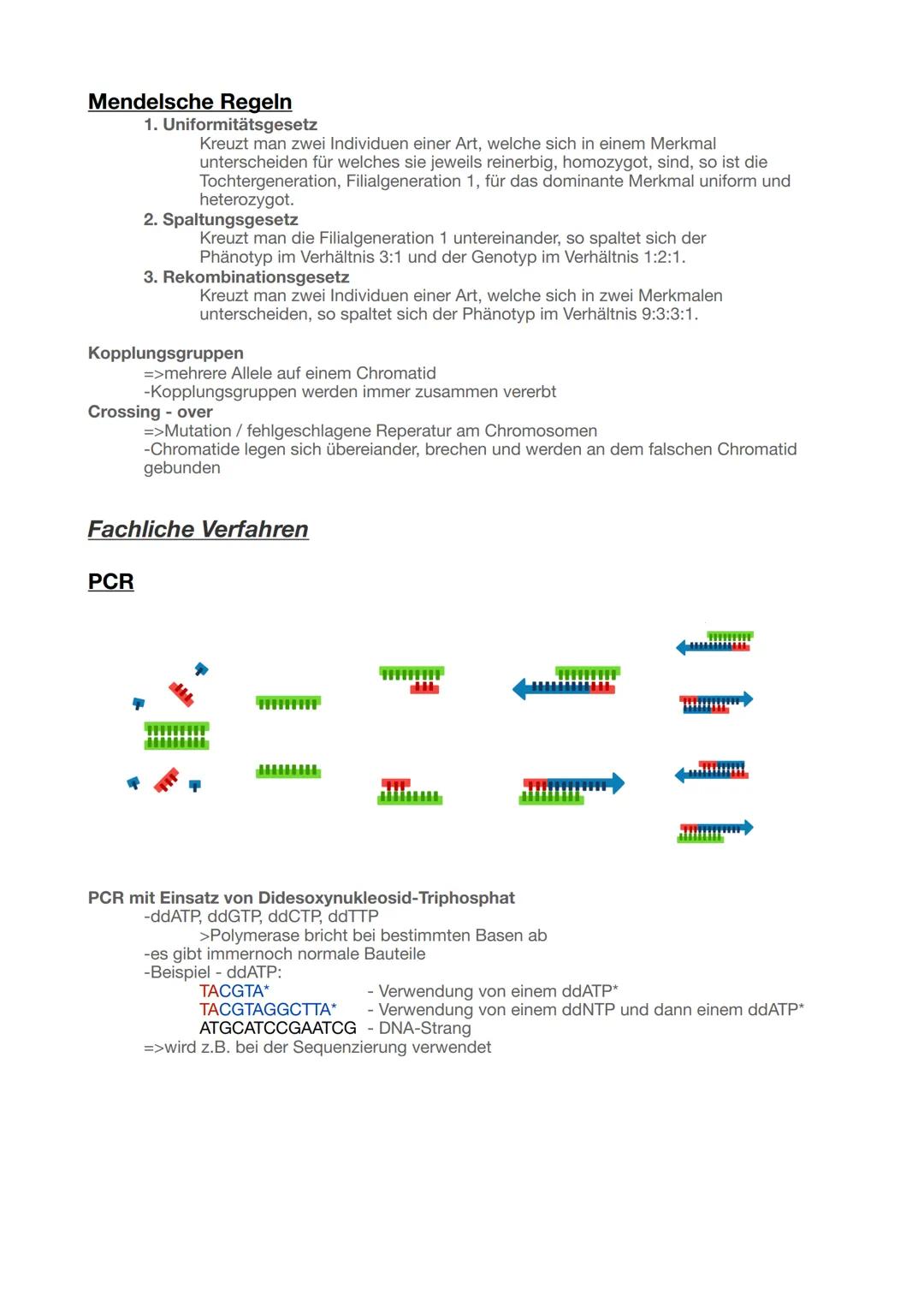 --- OCR Start ---
Biologie - Genetik Abitur 2025
Speicherung und Realisierung genetischer Informationen
2
Bau der DNA
2
Semikonservative Rep