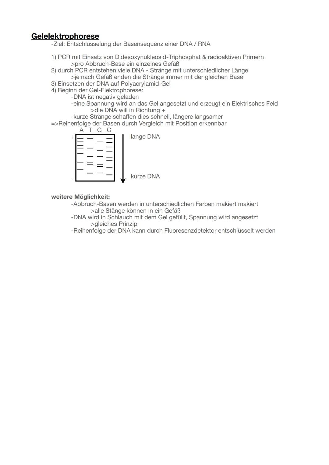 --- OCR Start ---
Biologie - Genetik Abitur 2025
Speicherung und Realisierung genetischer Informationen
2
Bau der DNA
2
Semikonservative Rep