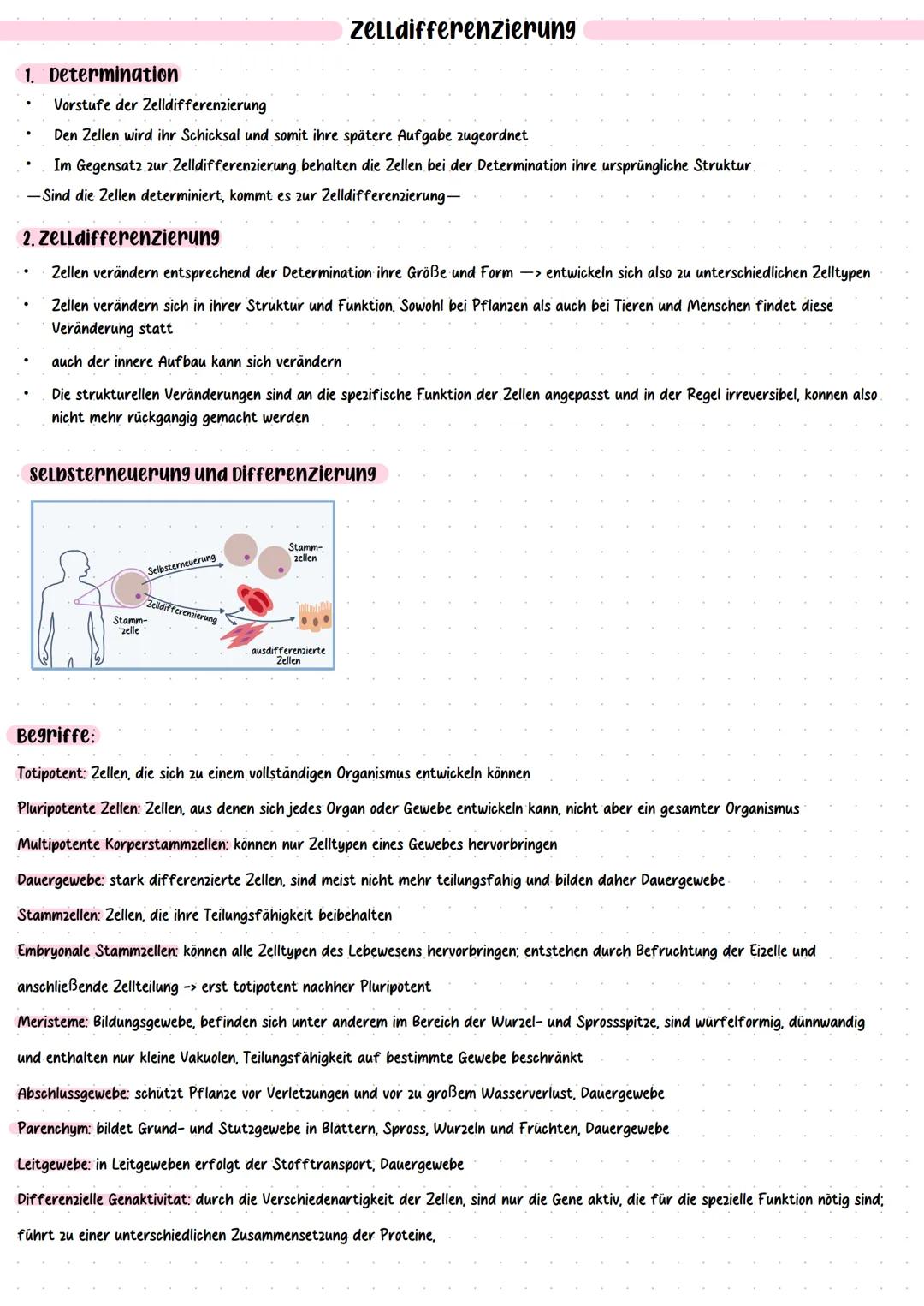 # Zelldifferenzierung
1. Determination
- Vorstufe der Zelldifferenzierung
- Den Zellen wird ihr Schicksal und somit ihre spätere Aufgabe z