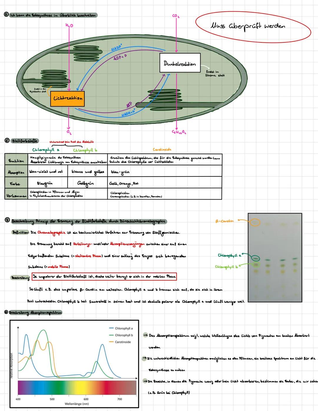 # Fotosynthese
Och hann die Realitionsgleichung für die Fotosynthese aufstellen
-Brutto
$6C0_2 + 12 H_2O + Lichtenergie \longrightarrow C
