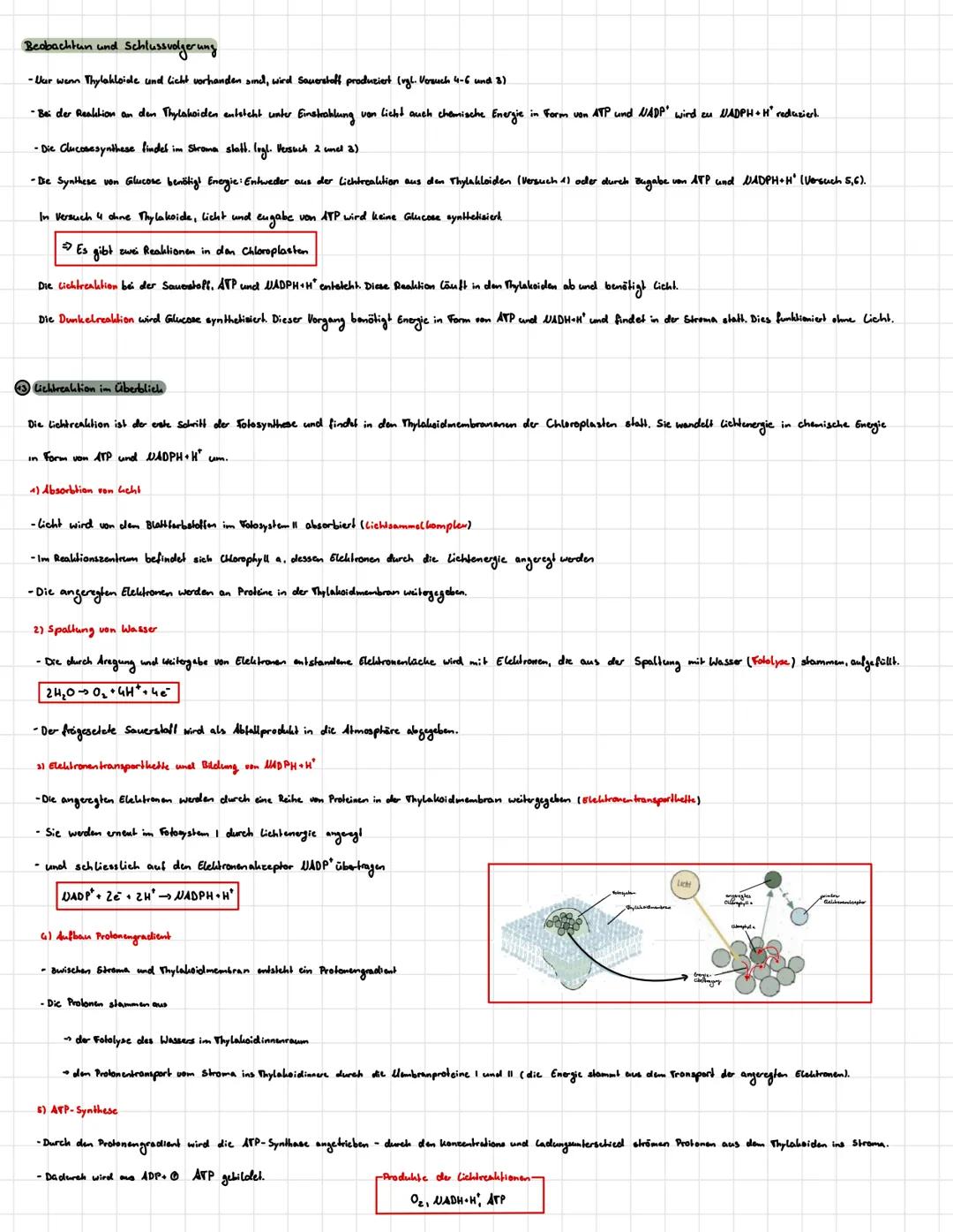 # Fotosynthese
Och hann die Realitionsgleichung für die Fotosynthese aufstellen
-Brutto
$6C0_2 + 12 H_2O + Lichtenergie \longrightarrow C