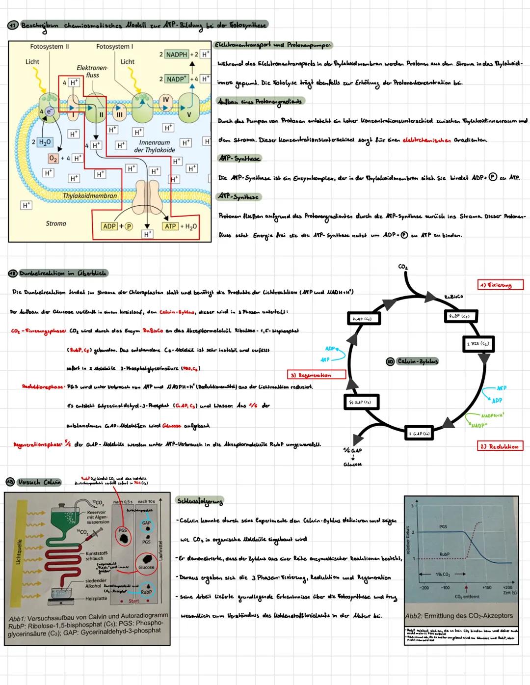 # Fotosynthese
Och hann die Realitionsgleichung für die Fotosynthese aufstellen
-Brutto
$6C0_2 + 12 H_2O + Lichtenergie \longrightarrow C