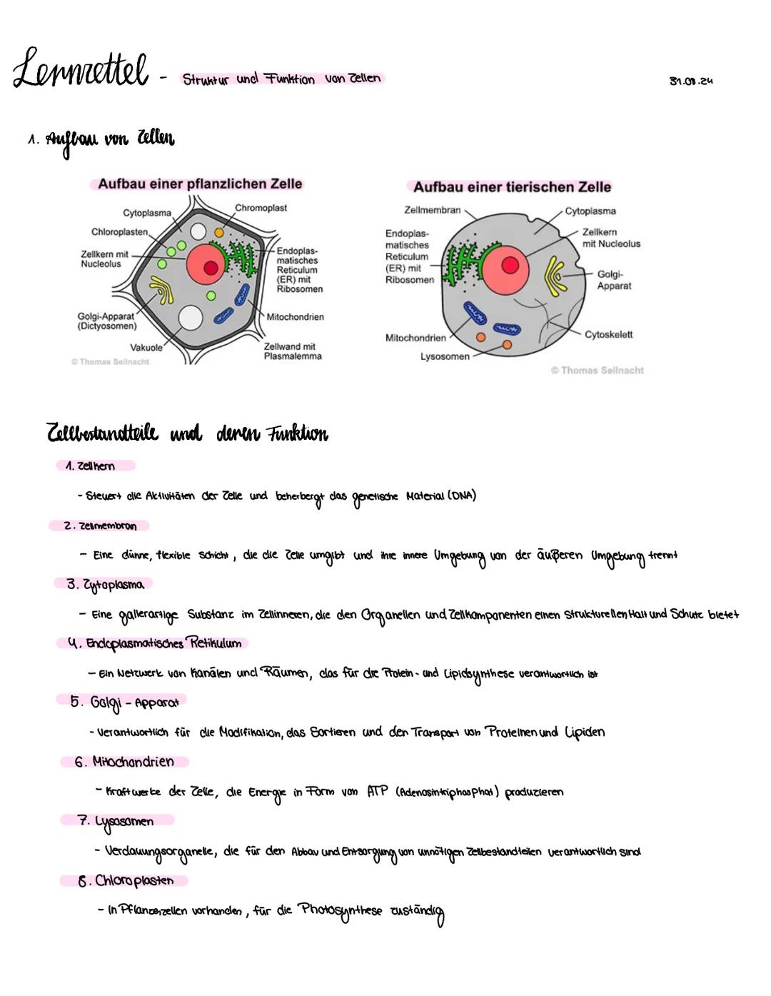 --- OCR Start ---
Lennrettel
Struktur und Funktion von Zellen
1. Aufbau von Zellen
Aufbau einer pflanzlichen Zelle
Cytoplasma
Chloroplasten