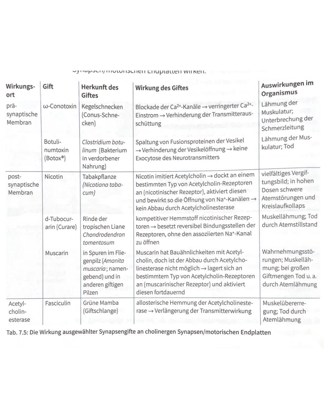 # NEUROBIOLOGIE
# LERNZETTEL --- OCR Start ---
Nervenzellen Bestandteile des Motoneurons
Dentriten:
baumartig verzweigte Fotzsätze des Zell