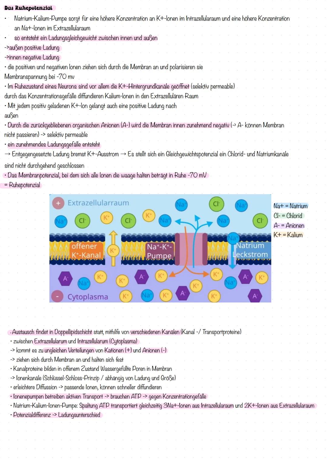 # NEUROBIOLOGIE
# LERNZETTEL --- OCR Start ---
Nervenzellen Bestandteile des Motoneurons
Dentriten:
baumartig verzweigte Fotzsätze des Zell