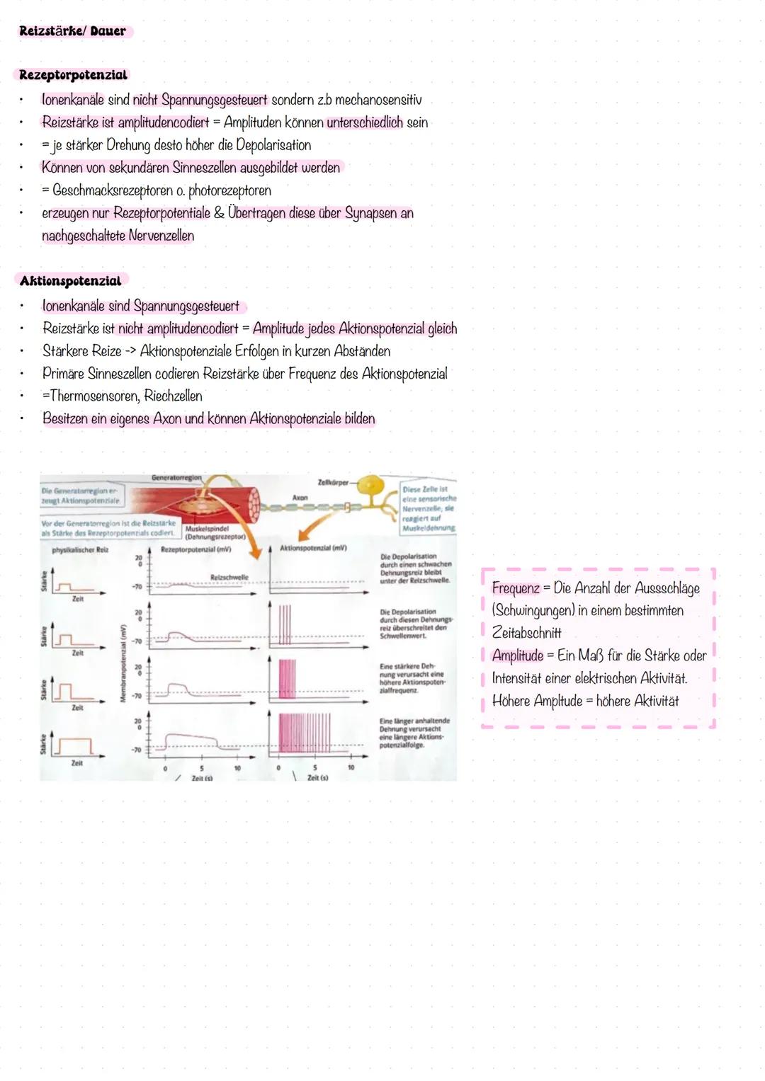 # NEUROBIOLOGIE
# LERNZETTEL --- OCR Start ---
Nervenzellen Bestandteile des Motoneurons
Dentriten:
baumartig verzweigte Fotzsätze des Zell