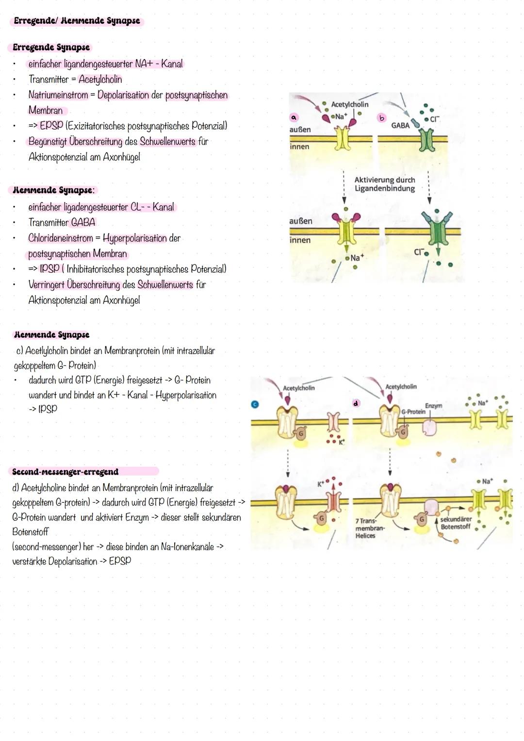 # NEUROBIOLOGIE
# LERNZETTEL --- OCR Start ---
Nervenzellen Bestandteile des Motoneurons
Dentriten:
baumartig verzweigte Fotzsätze des Zell