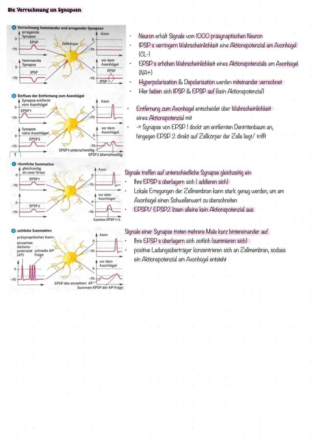 # NEUROBIOLOGIE
# LERNZETTEL --- OCR Start ---
Nervenzellen Bestandteile des Motoneurons
Dentriten:
baumartig verzweigte Fotzsätze des Zell