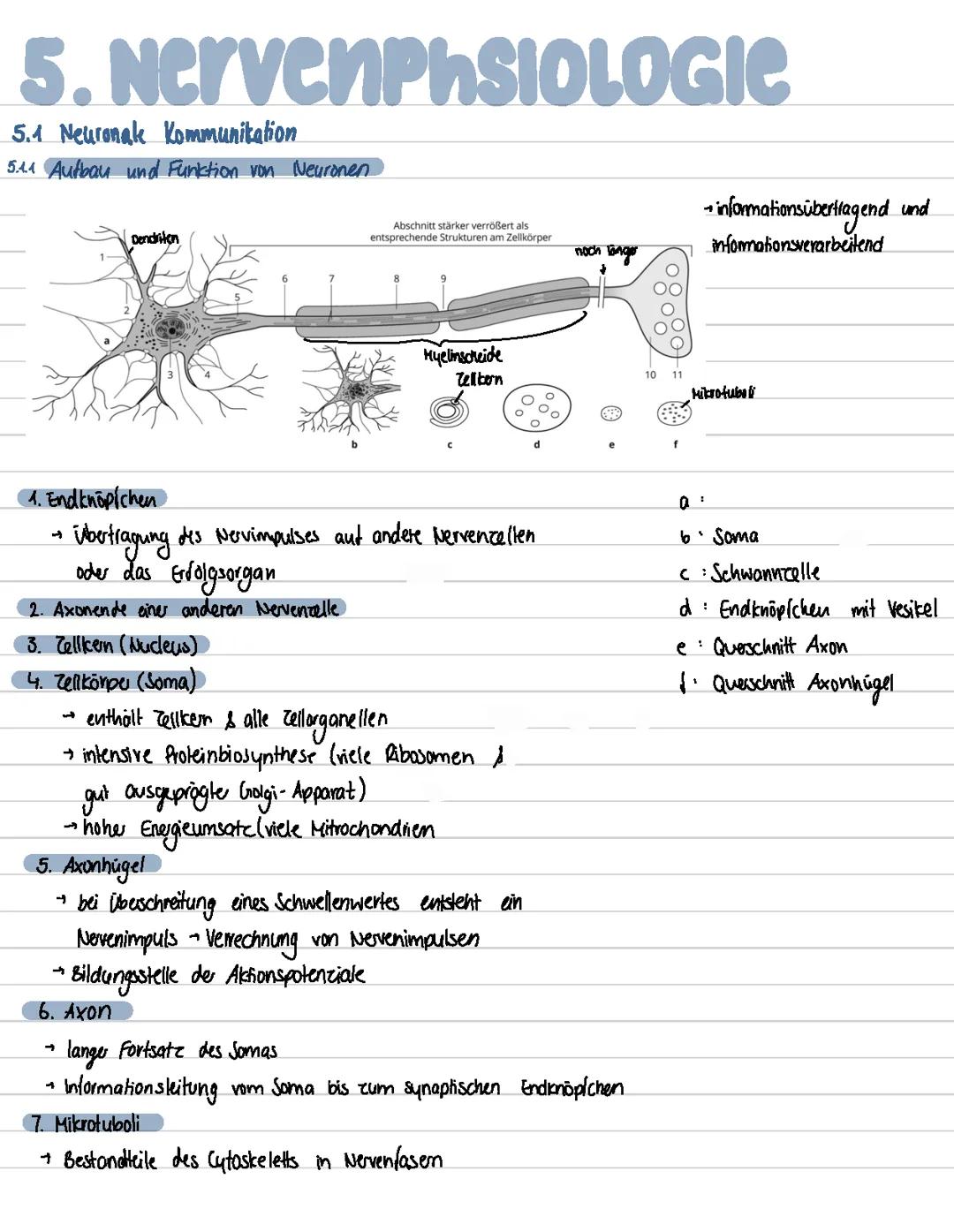 Nervenphysiologie Bio Abi 2025