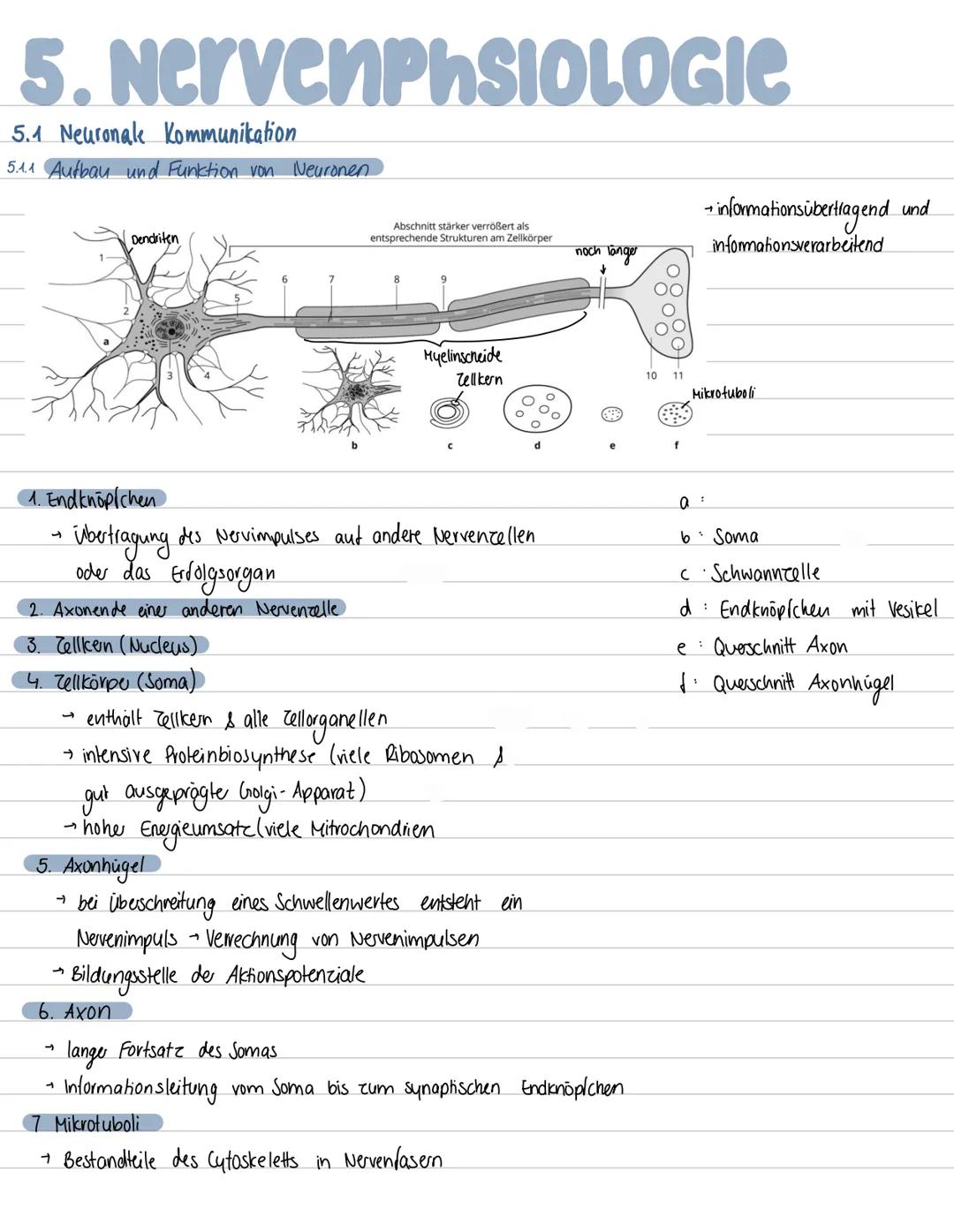 5.
NervenpHSIOLOGIC
5.1 Neuronale Kommunikation
5.1.1 Aufbau und Funktion von Neuronen
Dendriten
Abschnitt stärker verrößert als
entsprechen