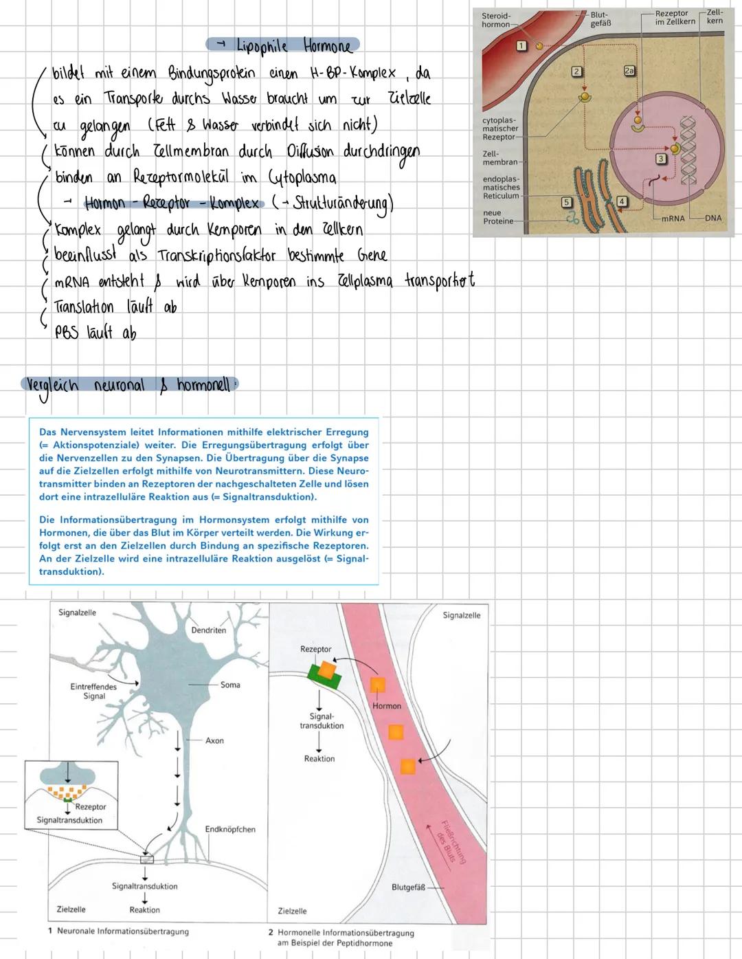 5.
NervenpHSIOLOGIC
5.1 Neuronale Kommunikation
5.1.1 Aufbau und Funktion von Neuronen
Dendriten
Abschnitt stärker verrößert als
entsprechen