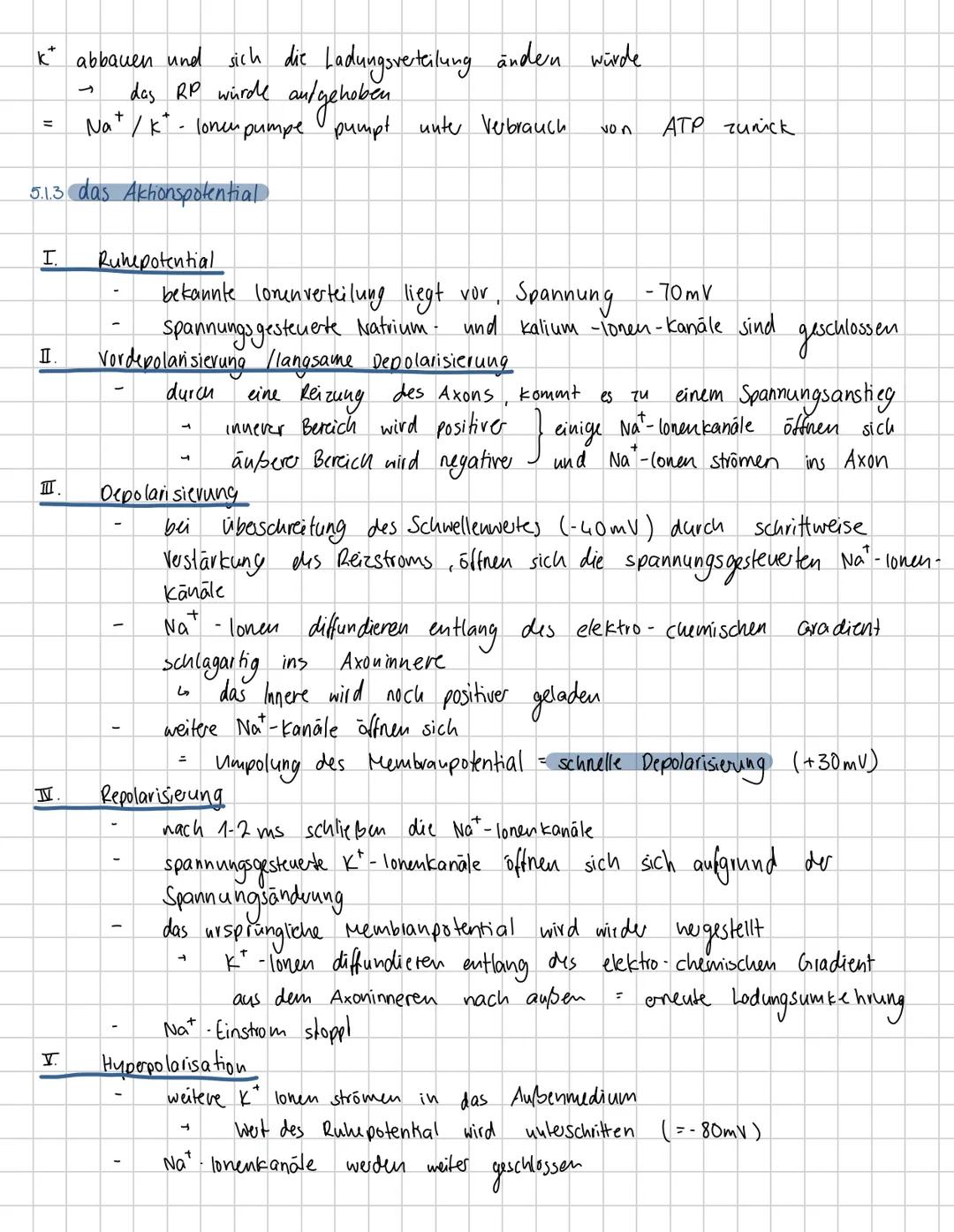 5.
NervenpHSIOLOGIC
5.1 Neuronale Kommunikation
5.1.1 Aufbau und Funktion von Neuronen
Dendriten
Abschnitt stärker verrößert als
entsprechen