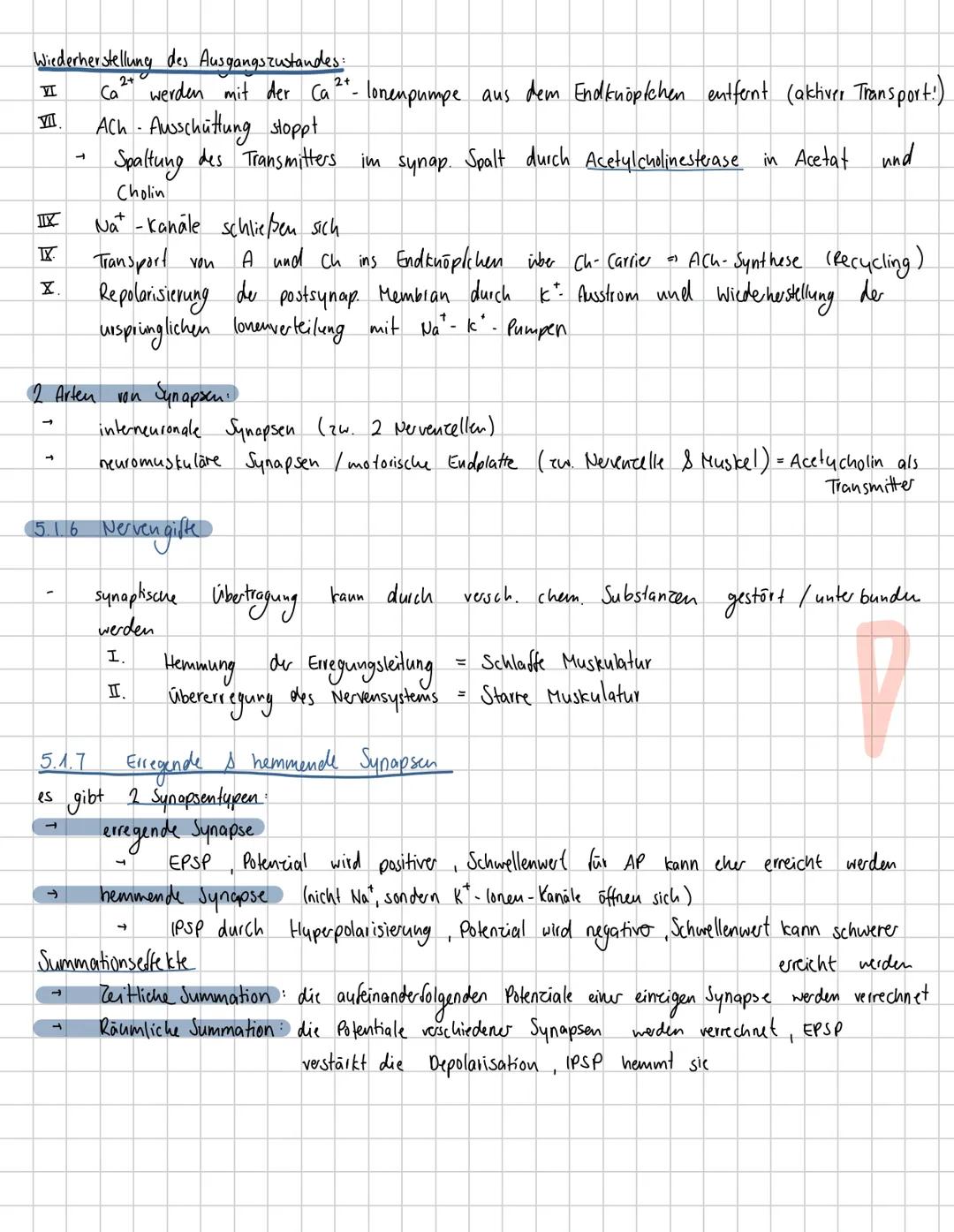 5.
NervenpHSIOLOGIC
5.1 Neuronale Kommunikation
5.1.1 Aufbau und Funktion von Neuronen
Dendriten
Abschnitt stärker verrößert als
entsprechen
