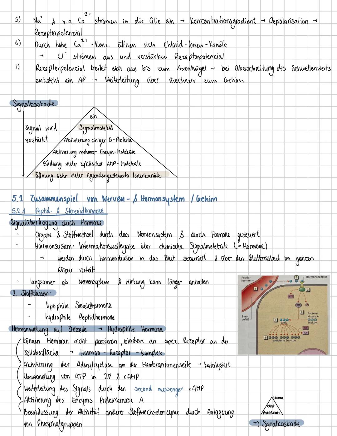 5.
NervenpHSIOLOGIC
5.1 Neuronale Kommunikation
5.1.1 Aufbau und Funktion von Neuronen
Dendriten
Abschnitt stärker verrößert als
entsprechen