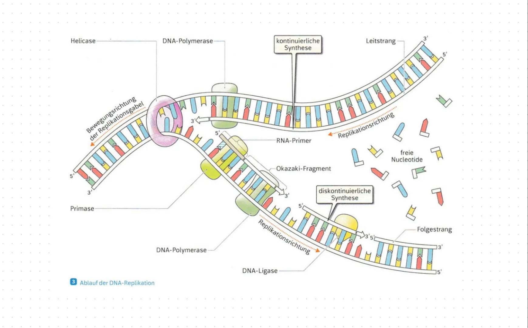 --- OCR Start ---
Inhaltsbereich QP 2 - Vielfalt des Lebens
2.1 Durch spezifische Basenabfolgen in der DNA werden Informationen für die Stru