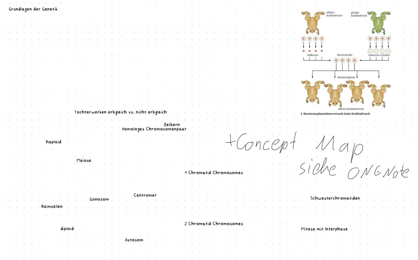 --- OCR Start ---
Inhaltsbereich QP 2 - Vielfalt des Lebens
2.1 Durch spezifische Basenabfolgen in der DNA werden Informationen für die Stru
