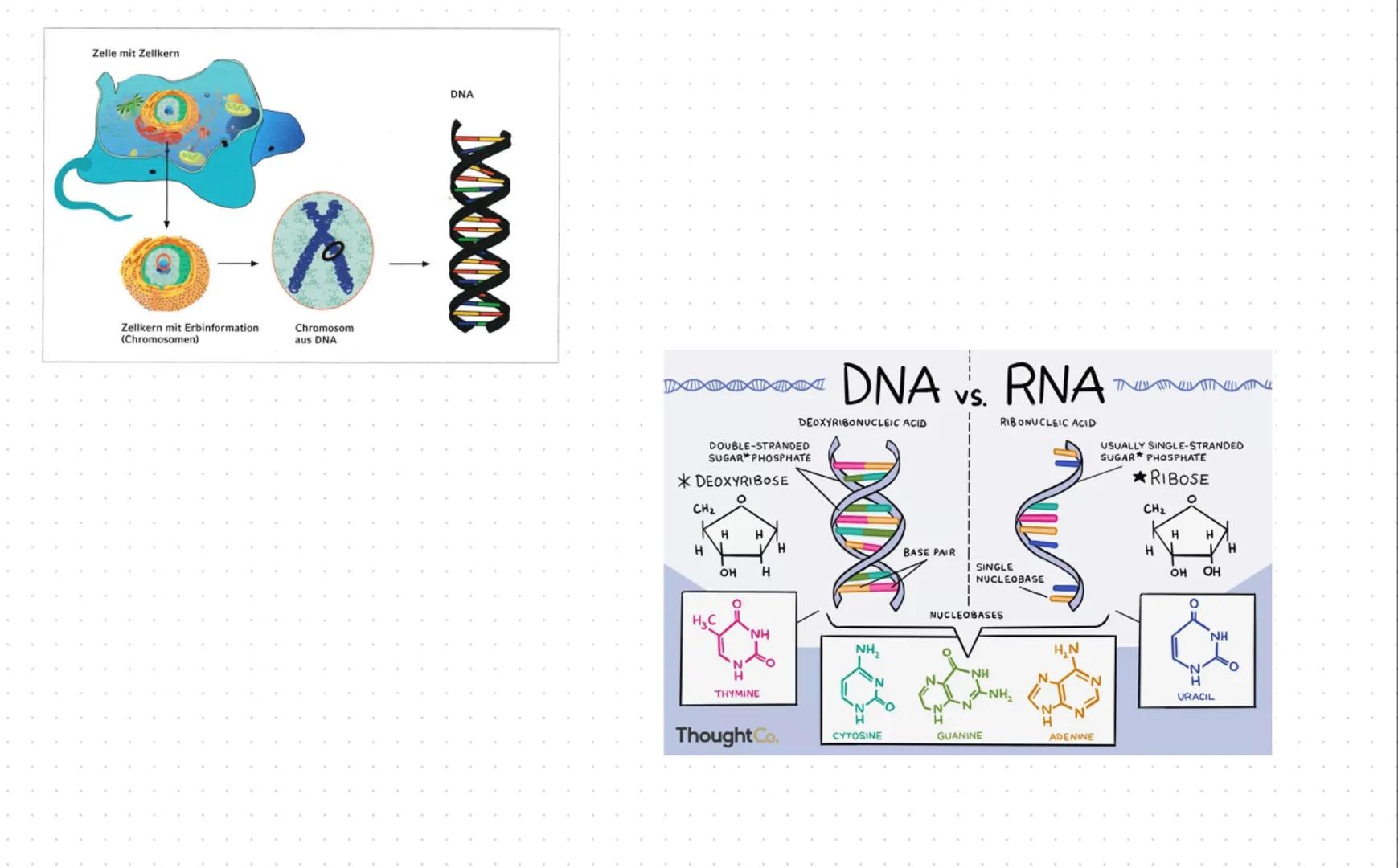 --- OCR Start ---
Inhaltsbereich QP 2 - Vielfalt des Lebens
2.1 Durch spezifische Basenabfolgen in der DNA werden Informationen für die Stru