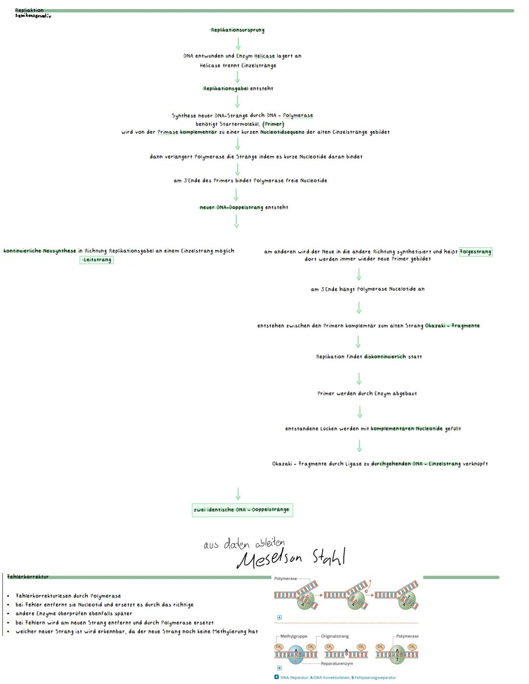 --- OCR Start ---
Inhaltsbereich QP 2 - Vielfalt des Lebens
2.1 Durch spezifische Basenabfolgen in der DNA werden Informationen für die Stru