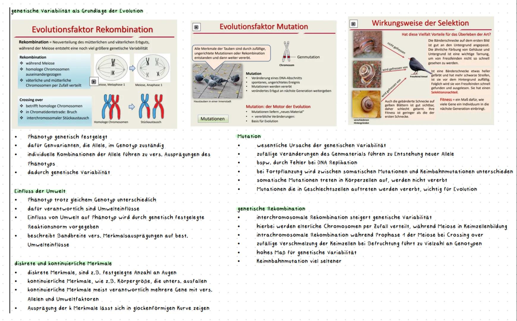 2.6 Genetische Variabilität innerhalb von Populationen ändert sich von Generation zu Generation. Evolution führt über die Bildung neuer Arte