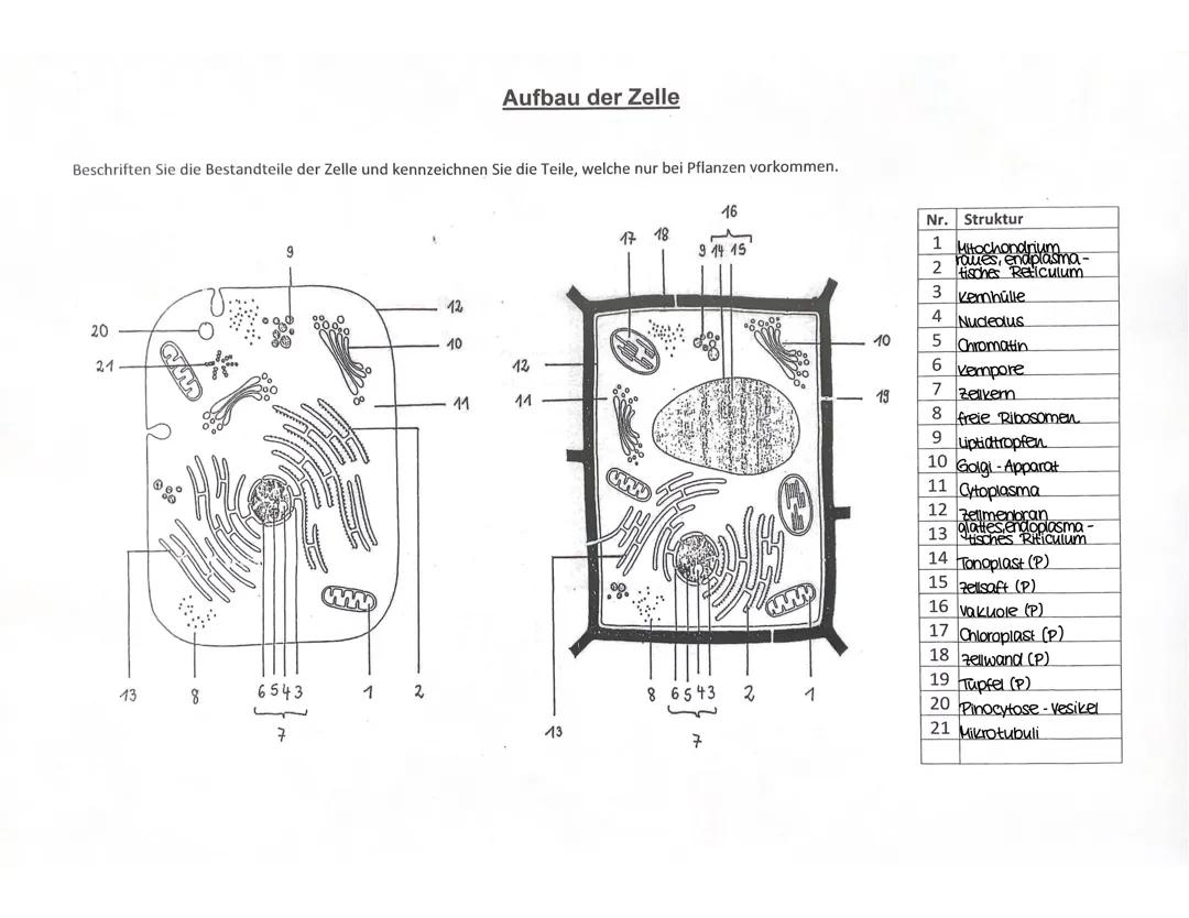 Zelle Aufbau, Funktion (+Zellbestandteile)