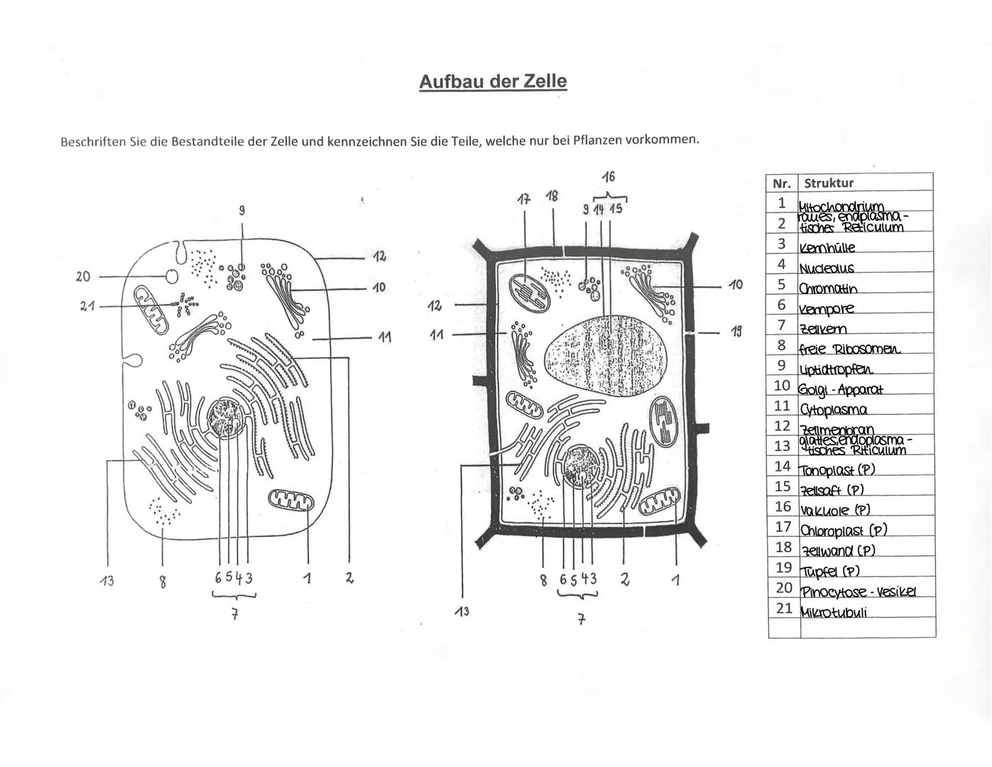 # Aufbau der Zelle
Beschriften Sie die Bestandteile der Zelle und kennzeichnen Sie die Teile, welche nur bei Pflanzen vorkommen.
20
21
9