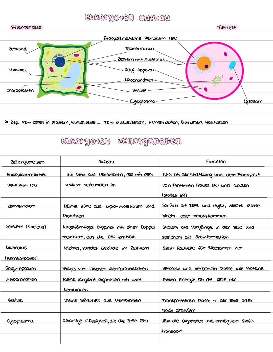 --- OCR Start ---
Pflanzenzelle
eukaryoten aufbau
Endoplasmatische Retikulum (ER)
Zellmembran
Tierzelle
Zellwand
Zellkern mit Nucleolus
Vaku