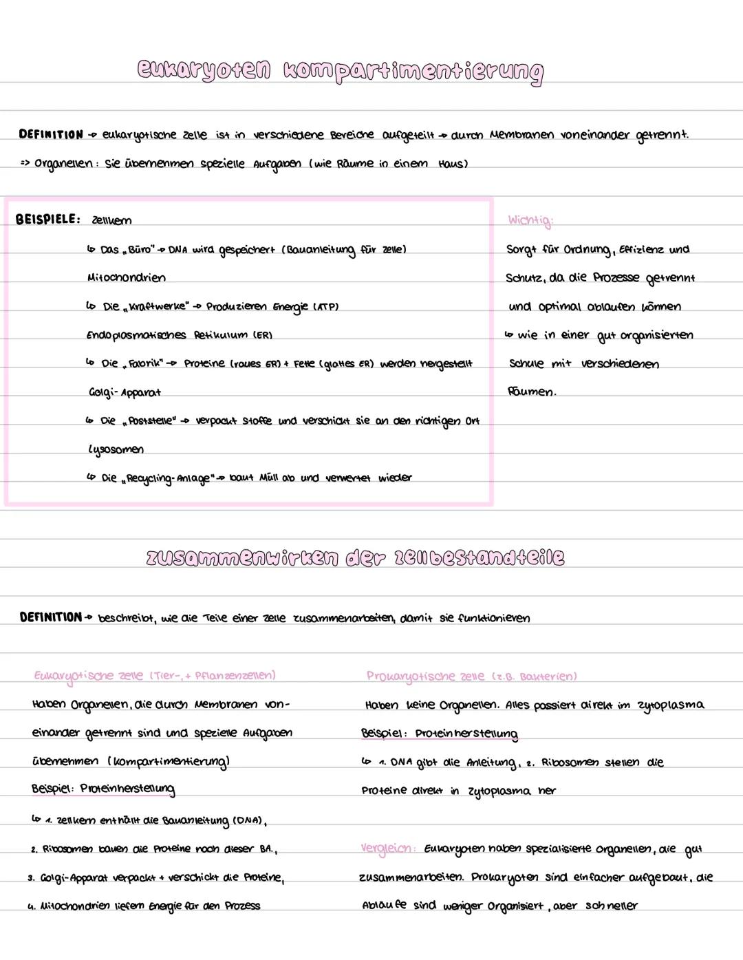 --- OCR Start ---
Pflanzenzelle
eukaryoten aufbau
Endoplasmatische Retikulum (ER)
Zellmembran
Tierzelle
Zellwand
Zellkern mit Nucleolus
Vaku
