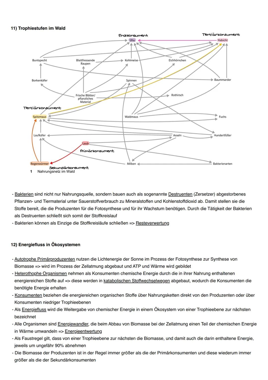 # Ökologie
1) Abiotische und biotische Faktoren wirken auf Lebewesen
- Jedes Lebewesen wird von Faktoren in seiner Umwelt beeinflusst
- Ma