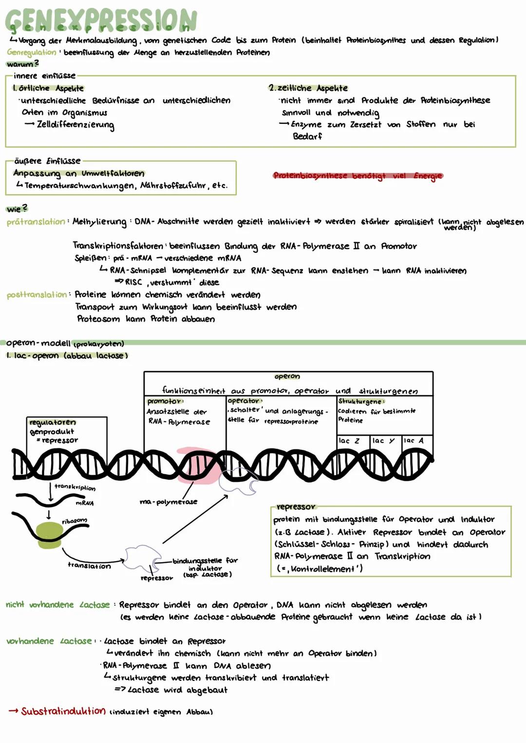# GENEXPRESSION
Vorgang der Merkmalausbildung, vom genetischen Code bis zum Protein (beinhaltet Proteinbiosynthes und dessen Regulation)
Ge