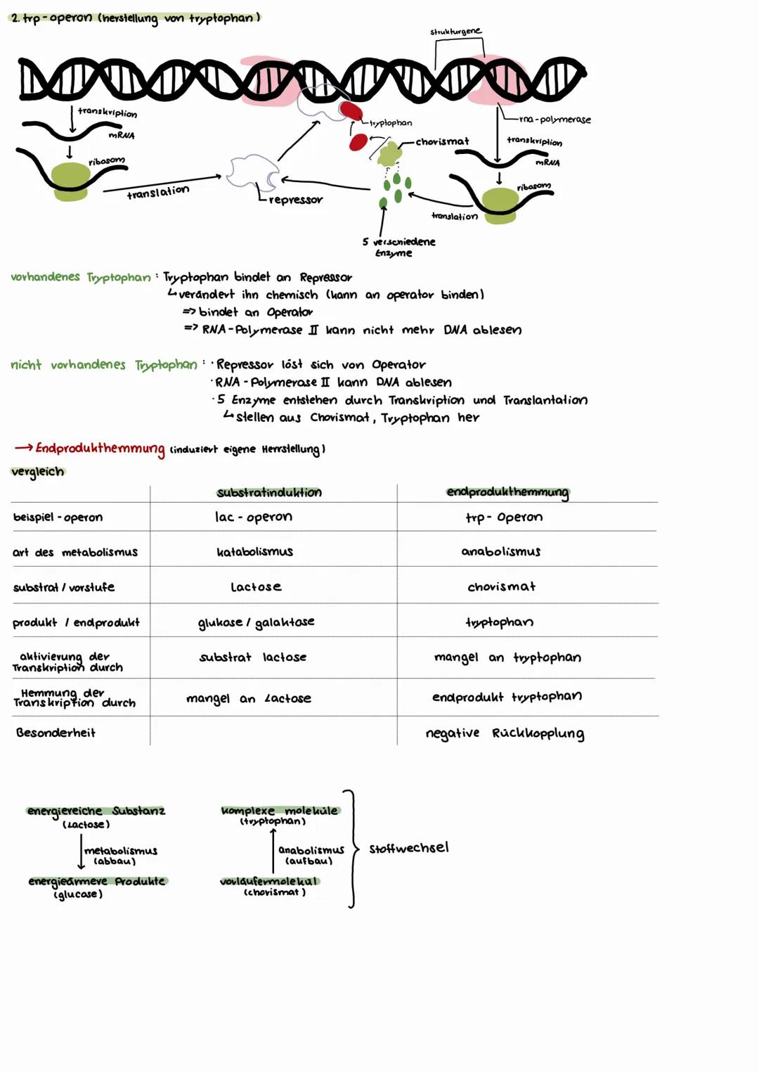 # GENEXPRESSION
Vorgang der Merkmalausbildung, vom genetischen Code bis zum Protein (beinhaltet Proteinbiosynthes und dessen Regulation)
Ge