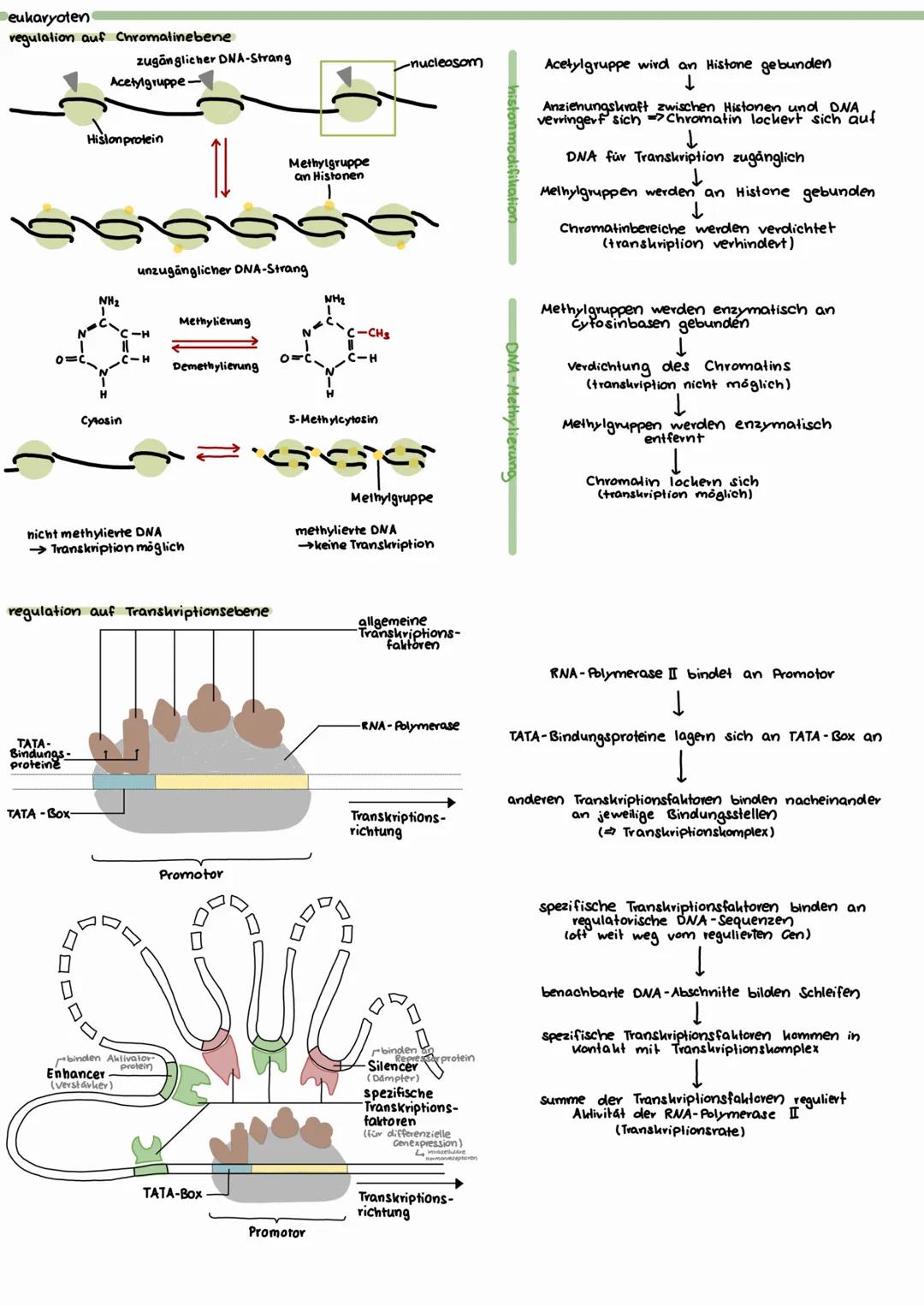 # GENEXPRESSION
Vorgang der Merkmalausbildung, vom genetischen Code bis zum Protein (beinhaltet Proteinbiosynthes und dessen Regulation)
Ge