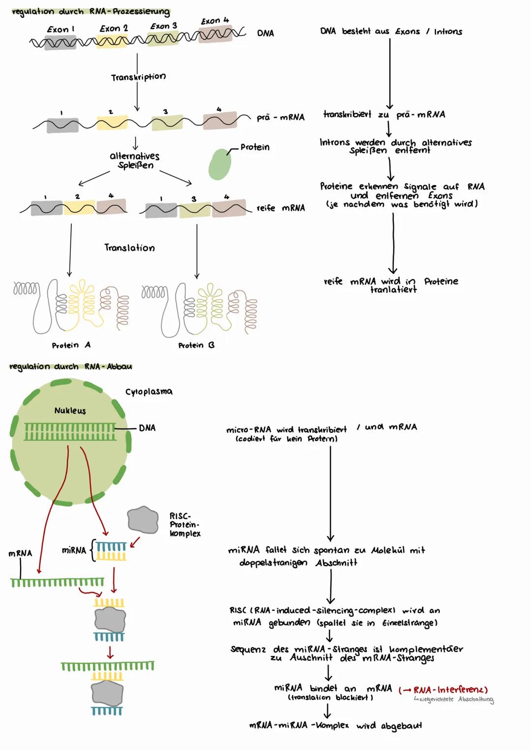 # GENEXPRESSION
Vorgang der Merkmalausbildung, vom genetischen Code bis zum Protein (beinhaltet Proteinbiosynthes und dessen Regulation)
Ge