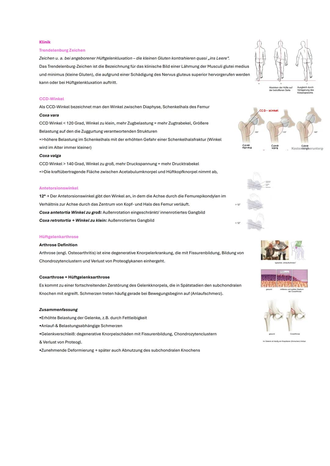# Becken und Hüfte
# Wichtige Inhalte
* Knochen
* Gelenke
* Bänder
* wichtige Muskeln
* Klinik # Gelenke
# Articulatio coxae
## Aufbau
C
