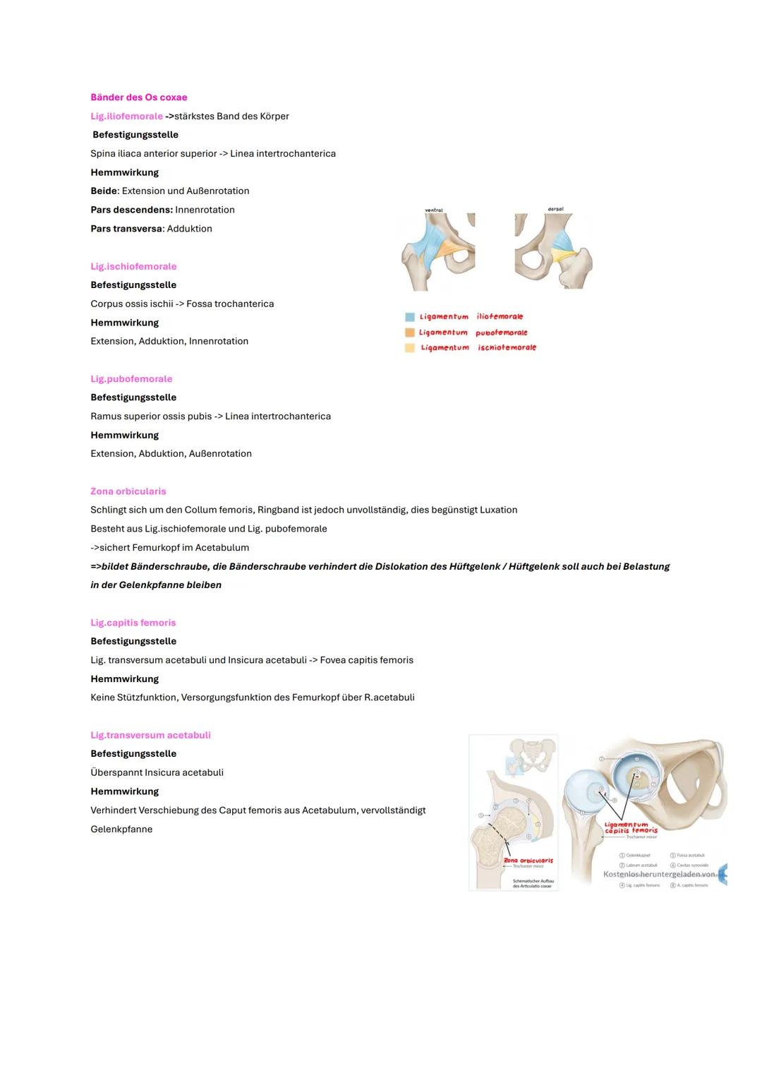 # Becken und Hüfte
# Wichtige Inhalte
* Knochen
* Gelenke
* Bänder
* wichtige Muskeln
* Klinik # Gelenke
# Articulatio coxae
## Aufbau
C