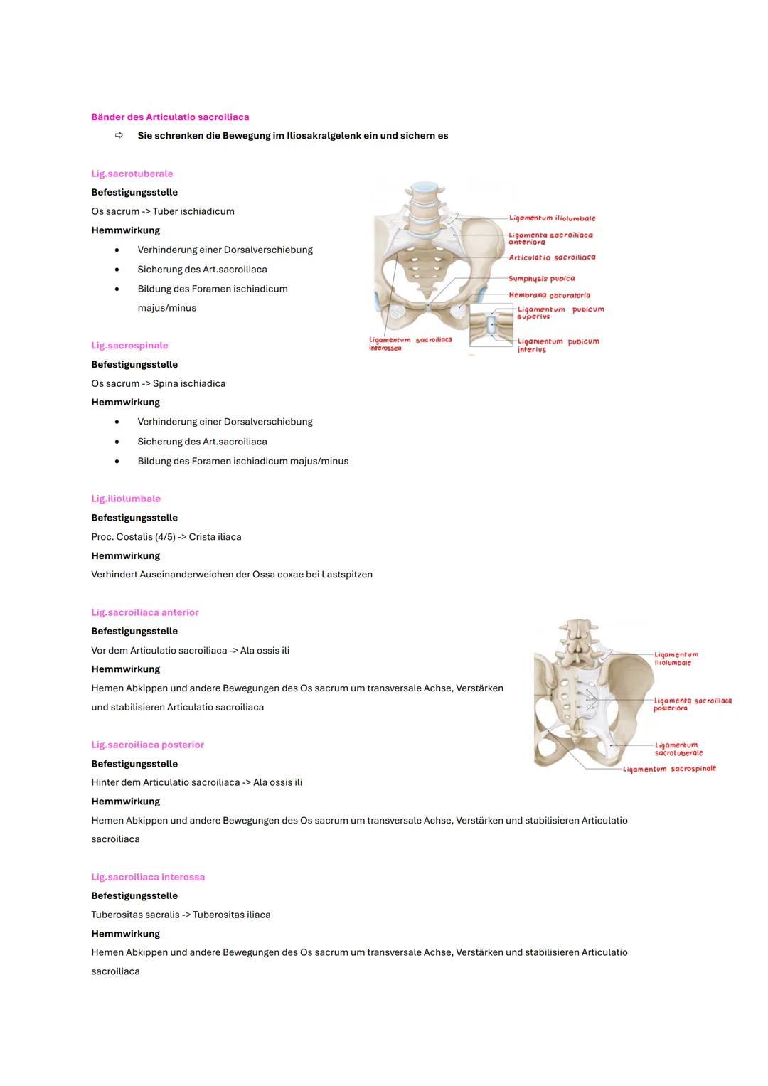 # Becken und Hüfte
# Wichtige Inhalte
* Knochen
* Gelenke
* Bänder
* wichtige Muskeln
* Klinik # Gelenke
# Articulatio coxae
## Aufbau
C