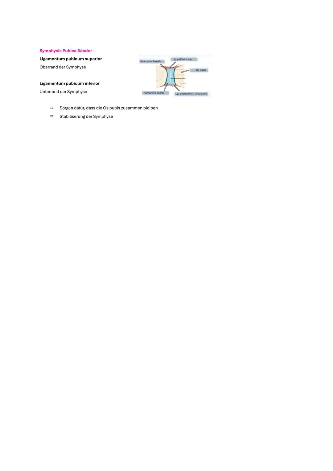 # Becken und Hüfte
# Wichtige Inhalte
* Knochen
* Gelenke
* Bänder
* wichtige Muskeln
* Klinik # Gelenke
# Articulatio coxae
## Aufbau
C