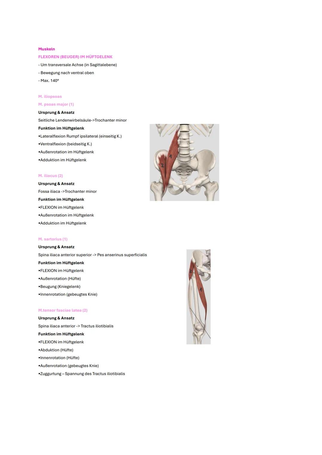 # Becken und Hüfte
# Wichtige Inhalte
* Knochen
* Gelenke
* Bänder
* wichtige Muskeln
* Klinik # Gelenke
# Articulatio coxae
## Aufbau
C